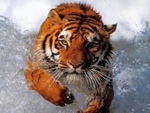 Les tigres de la colère sont plus sages que les chevaux du savoir.