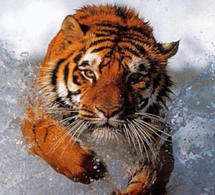 Les tigres de la colère sont plus sages que les chevaux du savoir.
